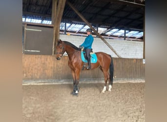 Oldenburgo, Caballo castrado, 6 años, 173 cm, Castaño