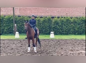 Oldenburgo, Caballo castrado, 6 años, 173 cm, Castaño