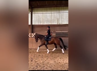Oldenburgo, Caballo castrado, 6 años, 173 cm, Castaño