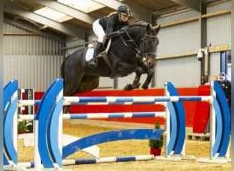 Oldenburgo, Caballo castrado, 6 años, 173 cm, Castaño oscuro