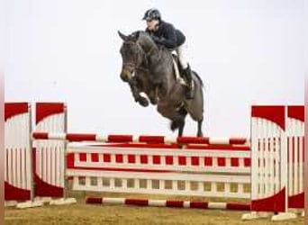 Oldenburgo, Caballo castrado, 6 años, 173 cm, Castaño oscuro