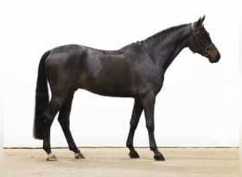 Oldenburgo, Caballo castrado, 6 años, 173 cm, Castaño oscuro