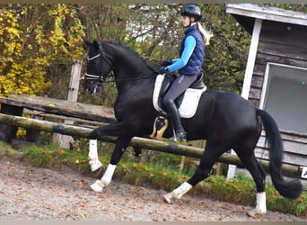Oldenburgo, Caballo castrado, 6 años, 173 cm, Negro