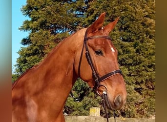 Oldenburgo, Caballo castrado, 6 años, 174 cm, Alazán