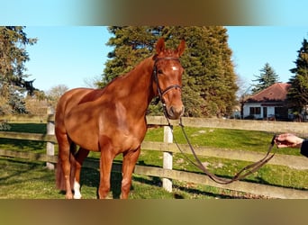 Oldenburgo, Caballo castrado, 6 años, 174 cm, Alazán