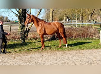 Oldenburgo, Caballo castrado, 6 años, 174 cm, Alazán