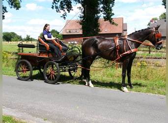 Oldenburgo, Caballo castrado, 6 años, 174 cm