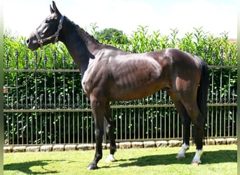 Oldenburgo, Caballo castrado, 6 años, 174 cm