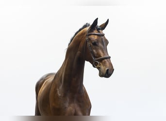 Oldenburgo, Caballo castrado, 6 años, 174 cm