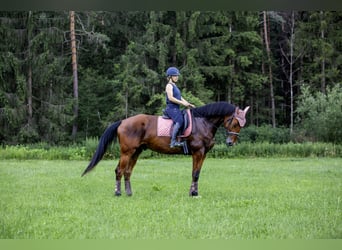Oldenburgo, Caballo castrado, 6 años, 174 cm, Castaño