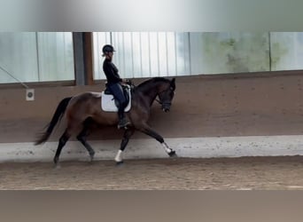 Oldenburgo, Caballo castrado, 6 años, 174 cm, Castaño oscuro
