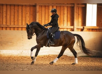 Oldenburgo, Caballo castrado, 6 años, 174 cm, Castaño oscuro