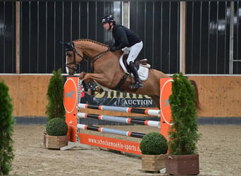 Oldenburgo, Caballo castrado, 6 años, 175 cm, Alazán