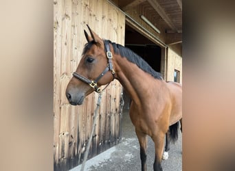 Oldenburgo, Caballo castrado, 6 años, 175 cm, Castaño
