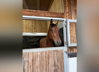 Oldenburgo, Caballo castrado, 6 años, 175 cm, Castaño