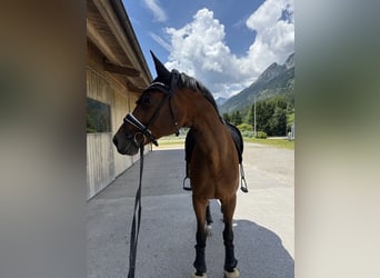 Oldenburgo, Caballo castrado, 6 años, 175 cm, Castaño