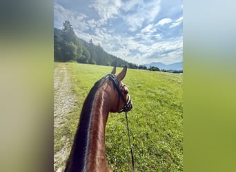 Oldenburgo, Caballo castrado, 6 años, 175 cm, Castaño