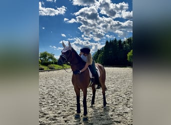 Oldenburgo, Caballo castrado, 6 años, 175 cm, Castaño