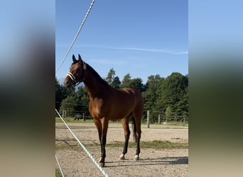 Oldenburgo, Caballo castrado, 6 años, 175 cm, Castaño