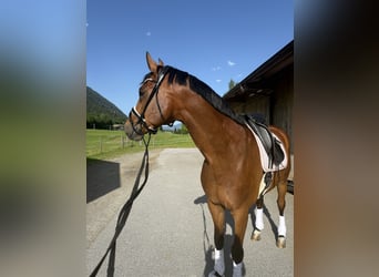 Oldenburgo, Caballo castrado, 6 años, 175 cm, Castaño