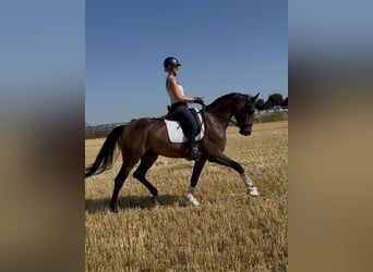 Oldenburgo, Caballo castrado, 6 años, 175 cm, Castaño oscuro