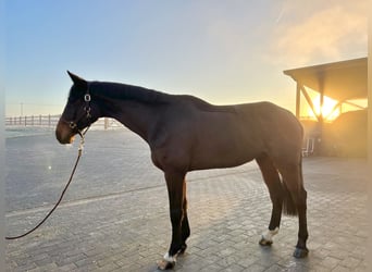 Oldenburgo, Caballo castrado, 6 años, 175 cm, Castaño oscuro