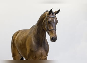 Oldenburgo, Caballo castrado, 6 años, 175 cm, Castaño oscuro