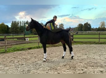 Oldenburgo, Caballo castrado, 6 años, 175 cm, Morcillo