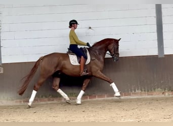 Oldenburgo, Caballo castrado, 6 años, 176 cm, Alazán-tostado