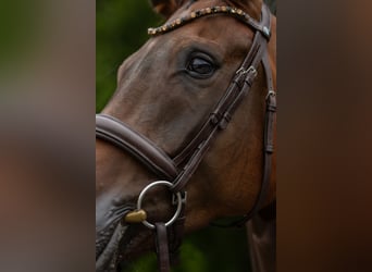 Oldenburgo, Caballo castrado, 6 años, 176 cm, Castaño oscuro