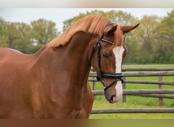 Oldenburgo, Caballo castrado, 6 años, 177 cm, Alazán-tostado