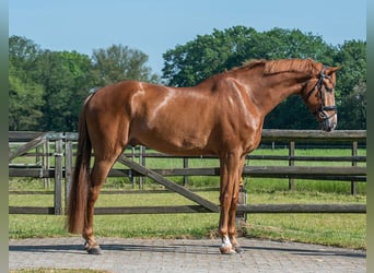 Oldenburgo, Caballo castrado, 6 años, 177 cm, Alazán-tostado