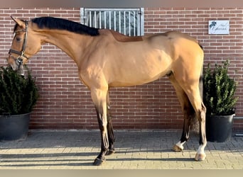 Oldenburgo, Caballo castrado, 6 años, 177 cm, Castaño