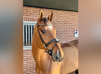 Oldenburgo, Caballo castrado, 6 años, 177 cm, Castaño