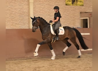 Oldenburgo, Caballo castrado, 6 años, 177 cm, Castaño oscuro