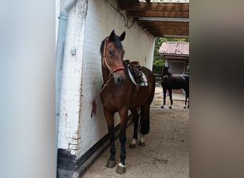 Oldenburgo, Caballo castrado, 6 años, 178 cm, Castaño oscuro