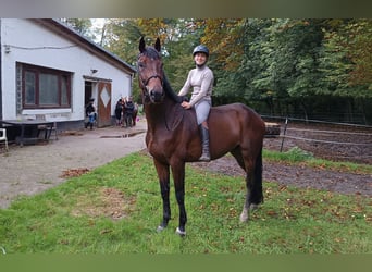 Oldenburgo, Caballo castrado, 6 años, 178 cm, Castaño oscuro