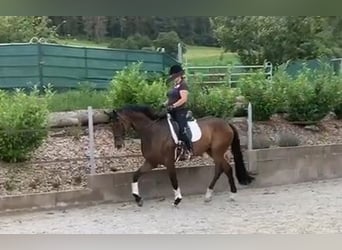 Oldenburgo, Caballo castrado, 6 años, 178 cm, Castaño oscuro