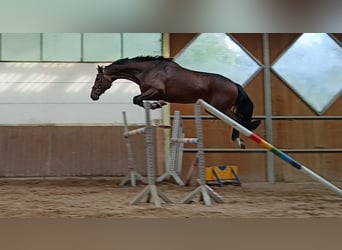 Oldenburgo, Caballo castrado, 6 años, 178 cm, Castaño oscuro