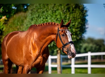 Oldenburgo, Caballo castrado, 6 años, 179 cm, Alazán