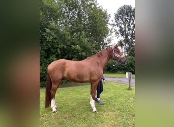 Oldenburgo, Caballo castrado, 6 años, 182 cm, Alazán
