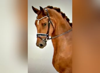 Oldenburgo, Caballo castrado, 6 años, 182 cm, Alazán