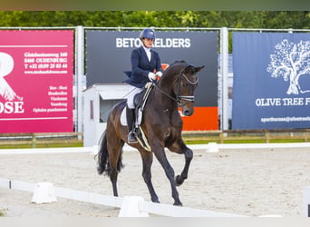 Oldenburgo, Caballo castrado, 6 años, 185 cm, Castaño oscuro