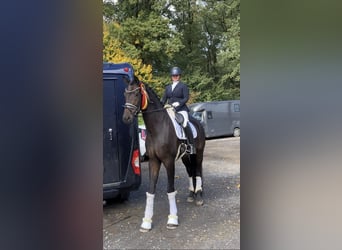 Oldenburgo, Caballo castrado, 6 años, 185 cm, Castaño oscuro