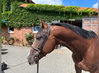 Oldenburgo, Caballo castrado, 6 años, Castaño rojizo