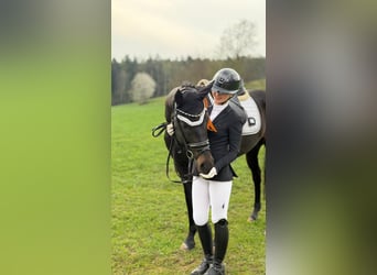 Oldenburgo, Caballo castrado, 7 años, 163 cm, Morcillo