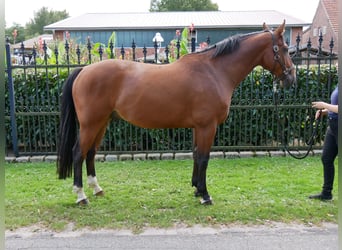 Oldenburgo, Caballo castrado, 7 años, 164 cm