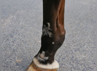 Oldenburgo, Caballo castrado, 7 años, 164 cm