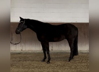 Oldenburgo, Caballo castrado, 7 años, 164 cm, Negro