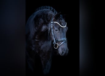 Oldenburgo, Caballo castrado, 7 años, 164 cm, Negro